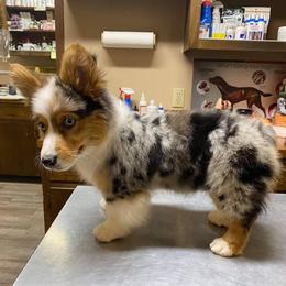 American Corgi, Miniature Australian Shepherd, and Pembroke Welsh Corgi Puppies from Rafter C Aussies & Corgis