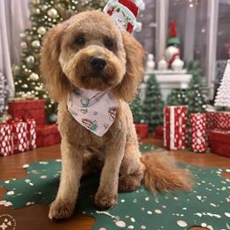 Hannah - Goldendoodle