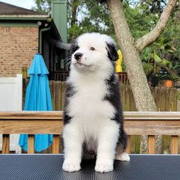 Australian Shepherd Puppies from Solace Australian Shepherds