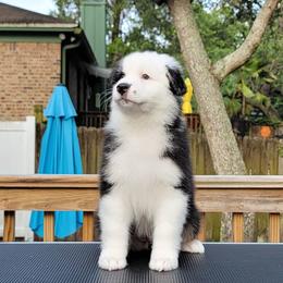Australian Shepherd Puppies from Solace Australian Shepherds