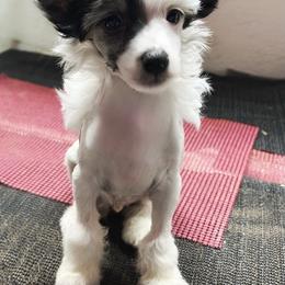 Mùchén - White and black male Chinese Crested puppy in Henderson, Kentucky from Western Kentucky Chihuahua’s and Chinese Crested’s
