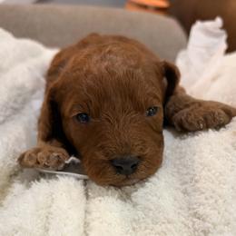 Cash - Red male Cavapoo puppy in Pasco, Washington from Beth's Cavapoos