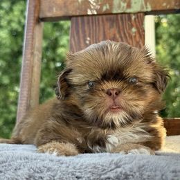 Male 3 - Red and tan male Shih Tzu puppy in Calimesa, California from Little Mountain’s Shih Tzus