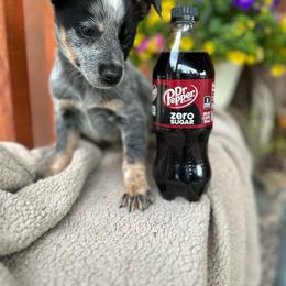 Rowan - boy 3600 - Blue speckled male Australian Cattle Dog puppy in Kalispell, Montana from BTR Australian Cattle Dogs