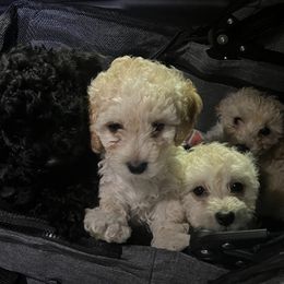 Maltipoo Puppies from Awwws-n-Pawws