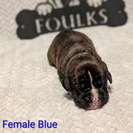 Blue collar - Brindle female Boxer puppy in Mount Zion, Illinois from Foulk's Boxer Puppies