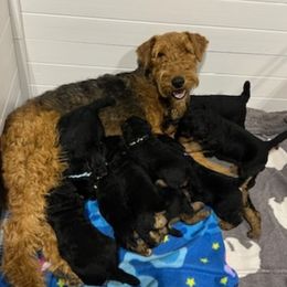 Airedale Terriers from Royal Aire Kennel