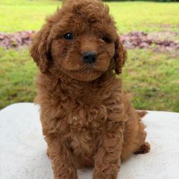Boy 3 - Red  male Goldendoodle puppy in Haleyville, Alabama from Susan’s Prefurred Doodles