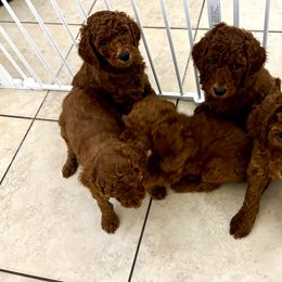Poodle Puppies from Orange Grounds Poodles
