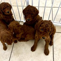 Poodle Puppies from Orange Grounds Poodles