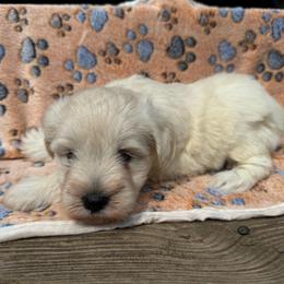 Remington (green collar) - White male Miniature Schnauzer puppy in Lockney, West Virginia from S&T Kennels