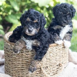 Bernedoodle Puppies from Darcy Lee's Designer Doodles