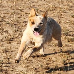 Mouse - Australian Cattle Dog