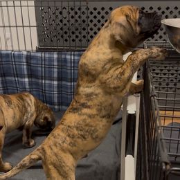 Boy 1 - Tiger male Perro de Presa Canario puppy in Houston, Texas from Space City Presas