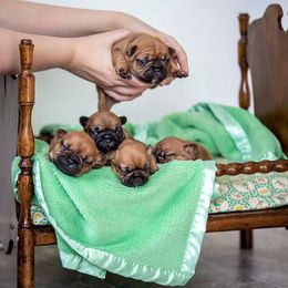 French Bulldog Puppies from North Idaho Frenchies