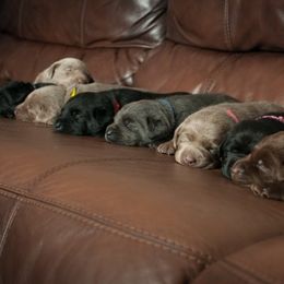Labrador Retriever Puppies from Tall Pine Labradors LLC