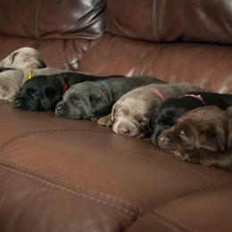 Labrador Retriever Puppies from Tall Pine Labradors LLC