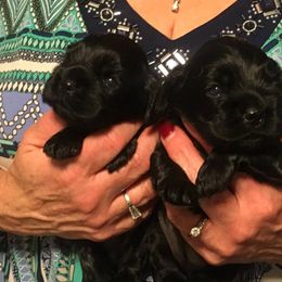 Cocker Spaniel Puppies from Ashwood Cockers