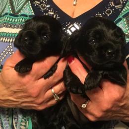 Cocker Spaniel Puppies from Ashwood Cockers