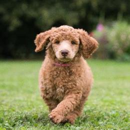 Poodle Puppies from Sunset Maple Poodles