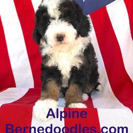 Alpine Bernedoodles breeder of Bernedoodle