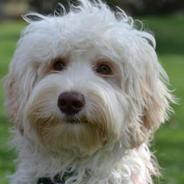 Australian Labradoodle adult dog