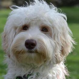 Australian Labradoodle adult dog