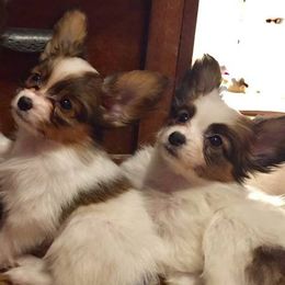 Papillon Puppies from Heise Papillons