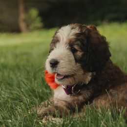 Bernedoodle Puppies from Bernedoodles of the Ozarks