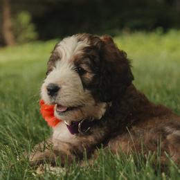 Bernedoodle Puppies from Bernedoodles of the Ozarks