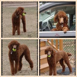 Rubie - Poodle