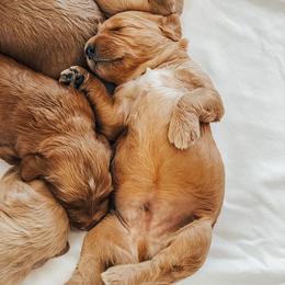 Goldendoodle and Labradoodle Puppies from KZ Kennels