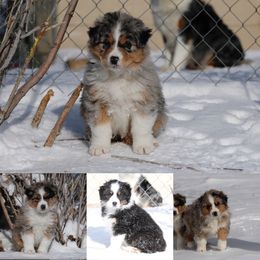 Out West Aussies breeder of Australian Shepherd