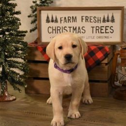 Labrador Retriever Puppies from Farmhouse Labradors