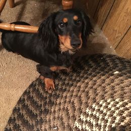 Dachshund Puppies from Crouchs Kennels & Rescue