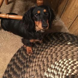 Dachshund Puppies from Crouchs Kennels & Rescue