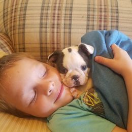 Boston Terrier Puppies from Willis Family Boston's