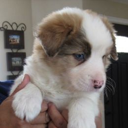 Border Collie Puppies from Flying S Border Collies