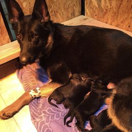 German Shepherd Puppies from Shenandoah German Shepherds