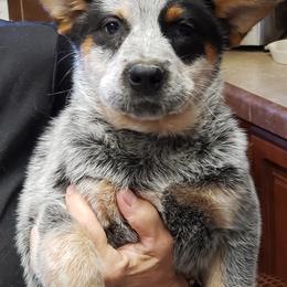 Australian Cattle Dog Puppies from Blue Coyote Ranch