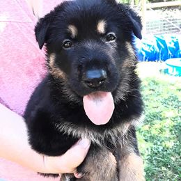 German Shepherd Puppies from Southern Legacy German Shepherds