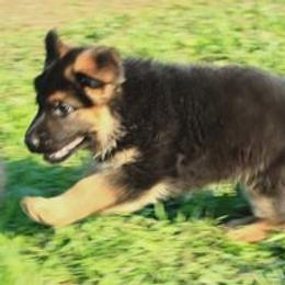 Australian Shepherd Puppies from Waldo German Shepherd Dogs