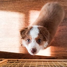 Australian Shepherd Puppies from Wilso Australian Shepherds