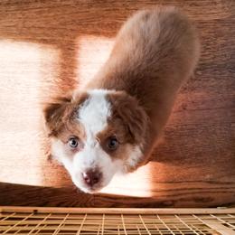 Australian Shepherd Puppies from Wilso Australian Shepherds