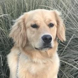 Mari - Goldendoodle