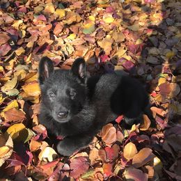 German Shepherd Puppies from Fallamhain German Shepherds