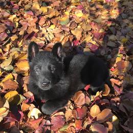 German Shepherd Puppies from Fallamhain German Shepherds