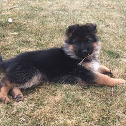 German Shepherd Puppies from Zeder Kamme German Shepherds