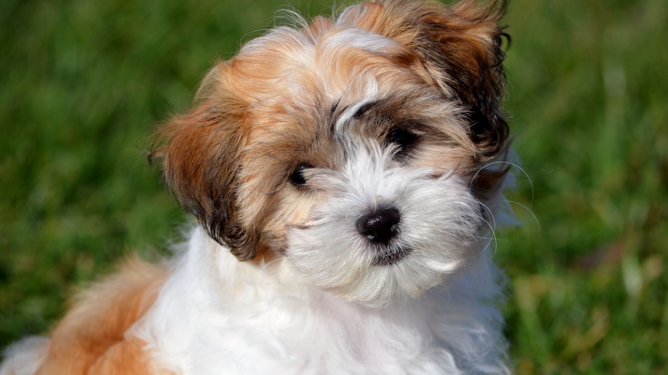 Teacup shichon clearance puppies for sale