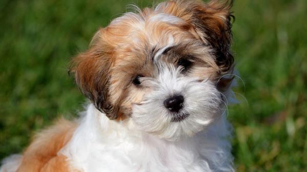Find Shichon puppies for sale